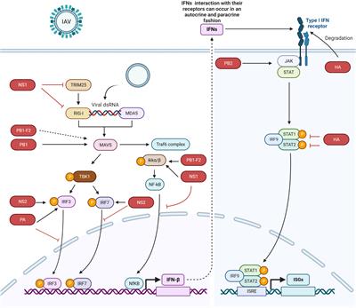 Roles and functions of IAV proteins in host immune evasion
